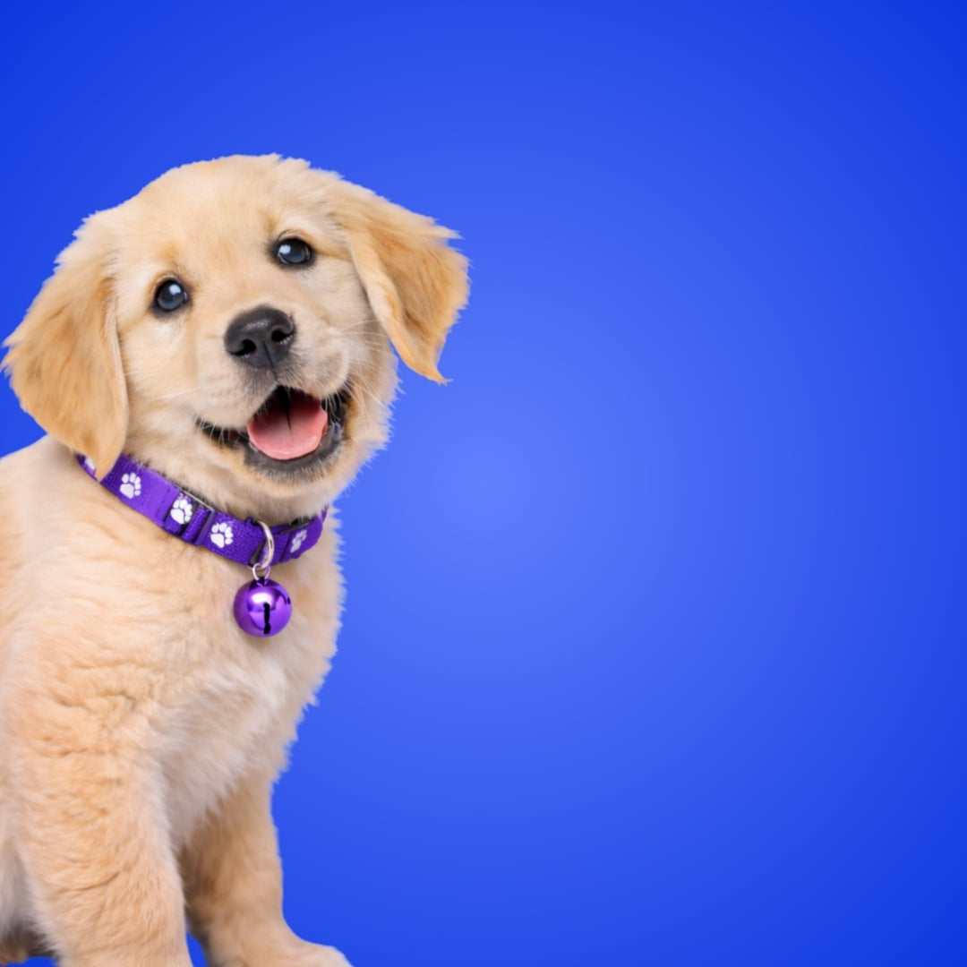 10 MM Printed Dog Puppy Nylon Leash Collar Set for Small Breed Dog