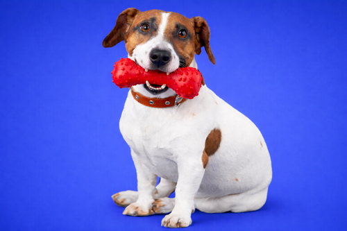 Non-Toxic Rubber Dog Chew Bone Toy. For Puppy and Adult.